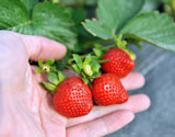 Strawberry Plants